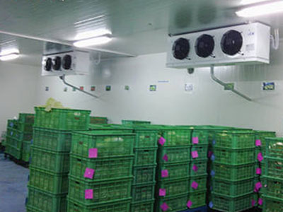 蔬菜水果批发建多大的保鲜冷库较量合适？？？？？ 